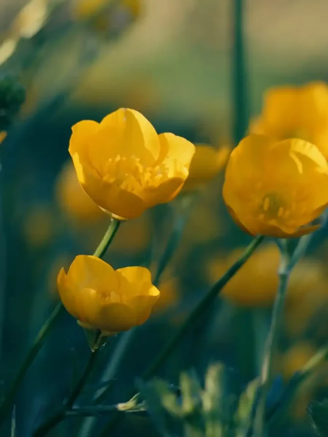 Kanye West’s Twitch Controversy